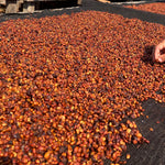 Coffee drying on raised beds at Equatoria Coffee in Nzara, South Sudan. Photo: Equatoria Teak / Equatoria Coffee.