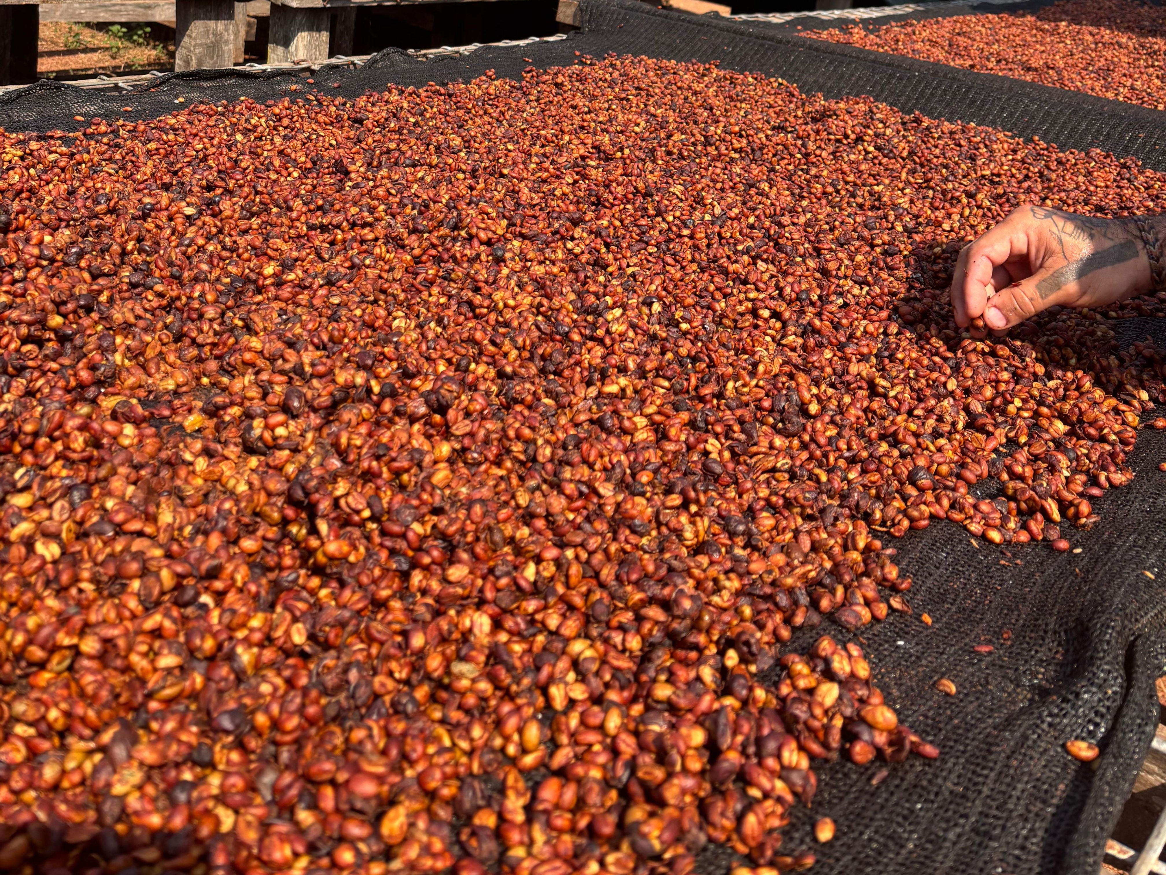 Coffee drying on raised beds at Equatoria Coffee in Nzara, South Sudan. Photo: Equatoria Teak / Equatoria Coffee.