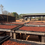Raised coffee drying beds at Equatoria Coffee's processing site in Nzara, South Sudan. Photo: Equatoria Teak / Equatoria Coffee.