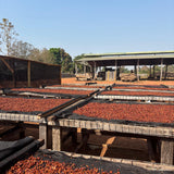 Raised coffee drying beds at Equatoria Coffee's processing site in Nzara, South Sudan. Photo: Equatoria Teak / Equatoria Coffee.