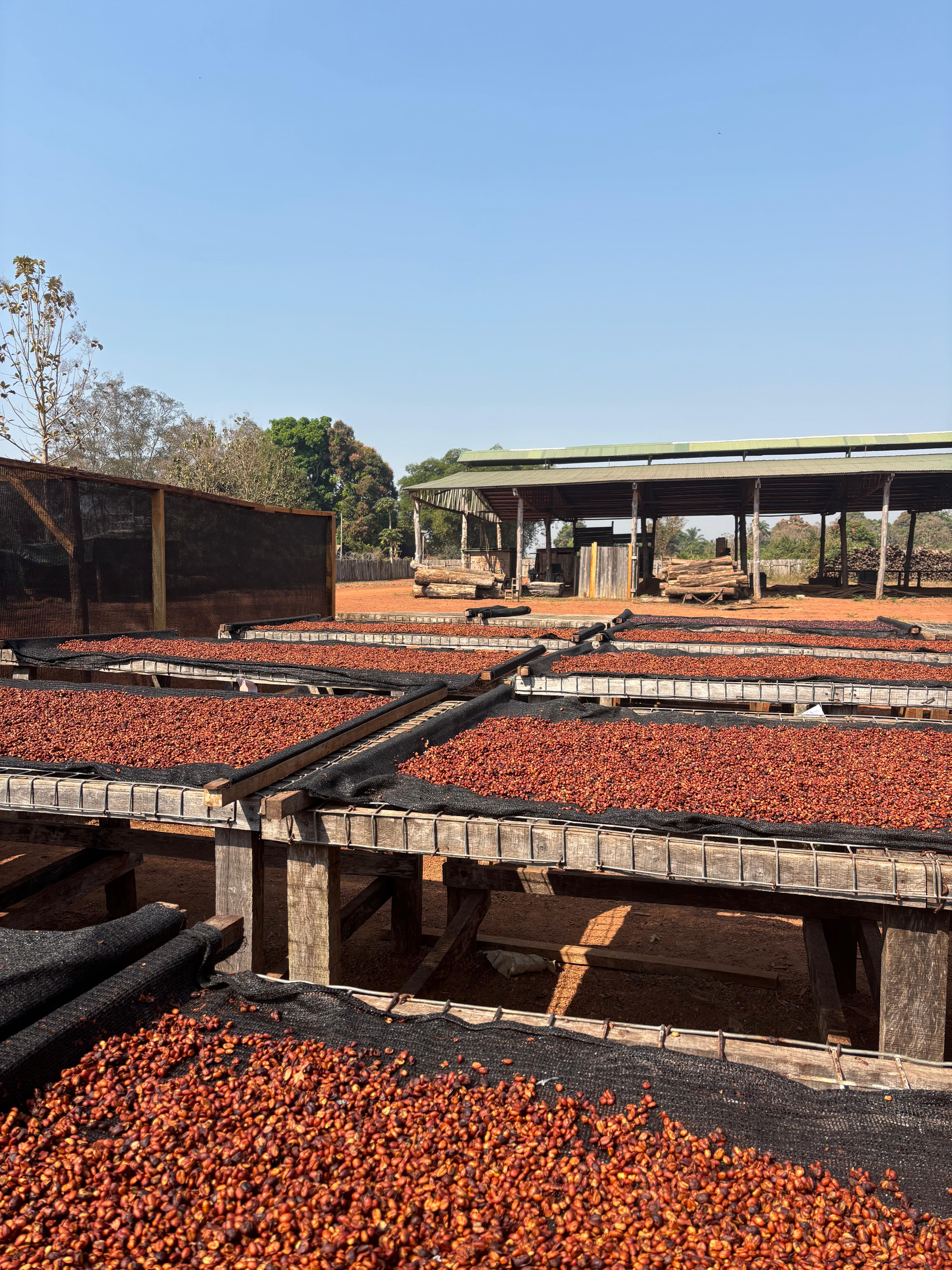 Raised coffee drying beds at Equatoria Coffee's processing site in Nzara, South Sudan. Photo: Equatoria Teak / Equatoria Coffee.