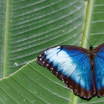 San José Butterfly, Costa Rica by Ross White
