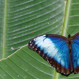 San José Butterfly, Costa Rica by Ross White