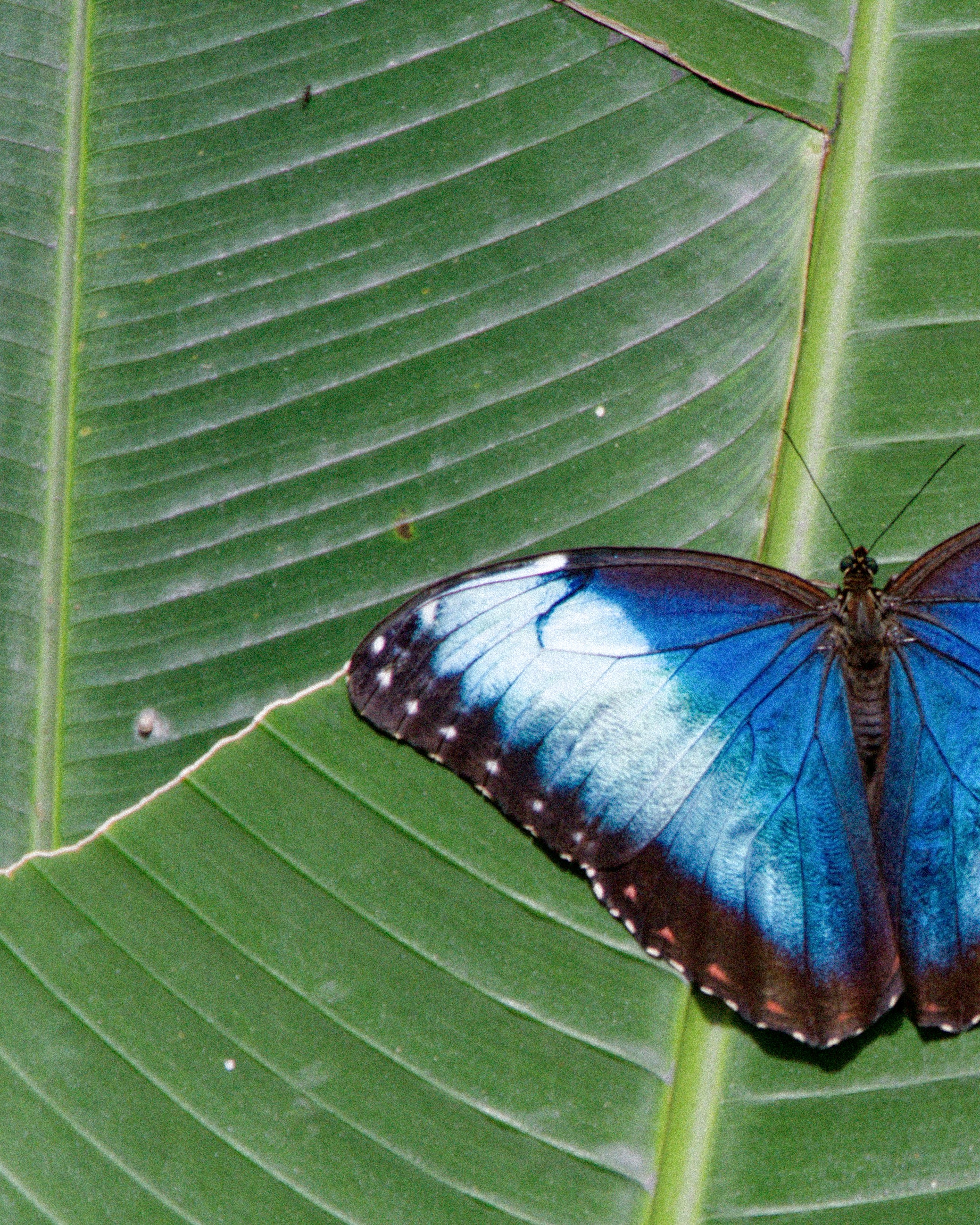 San José Butterfly, Costa Rica by Ross White